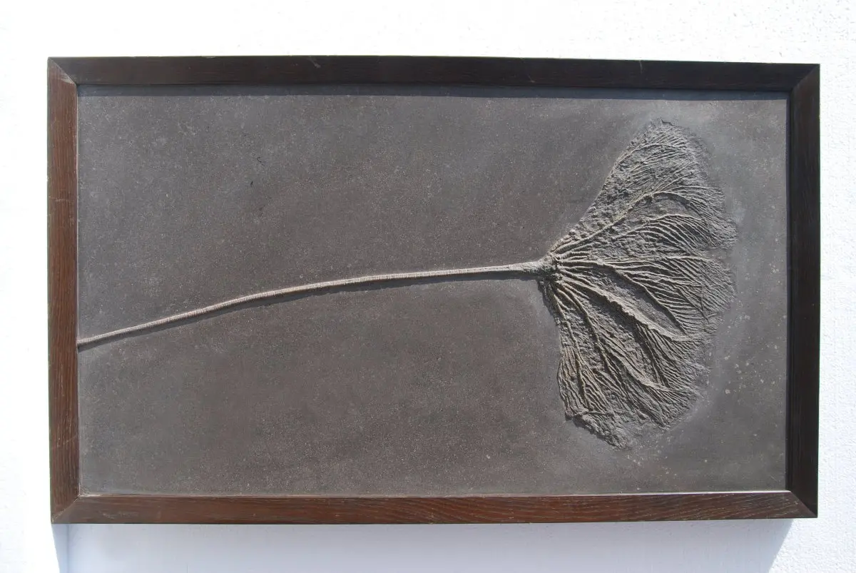 Seirocrinus_Holzmaden