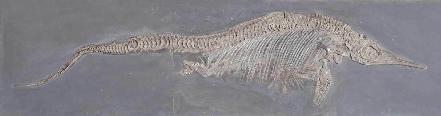 Fischsaurier nach Pyrit-Sanierung