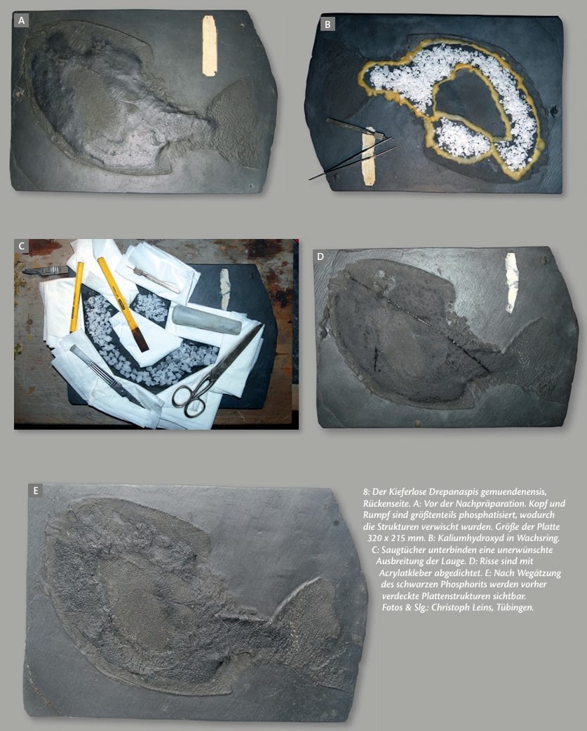 Präparation Bundenbachfossilien
