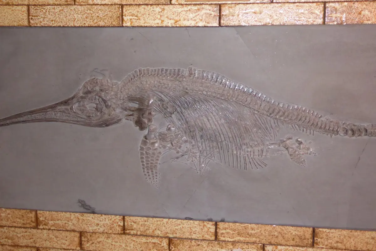 Ichthyosaurus_Holzmaden