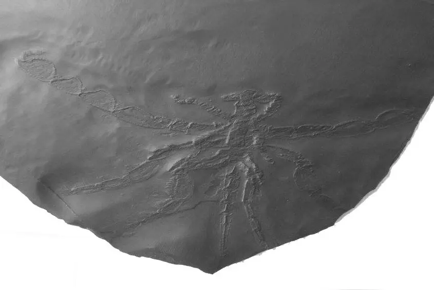 Palaeoisopus_Bundenbach