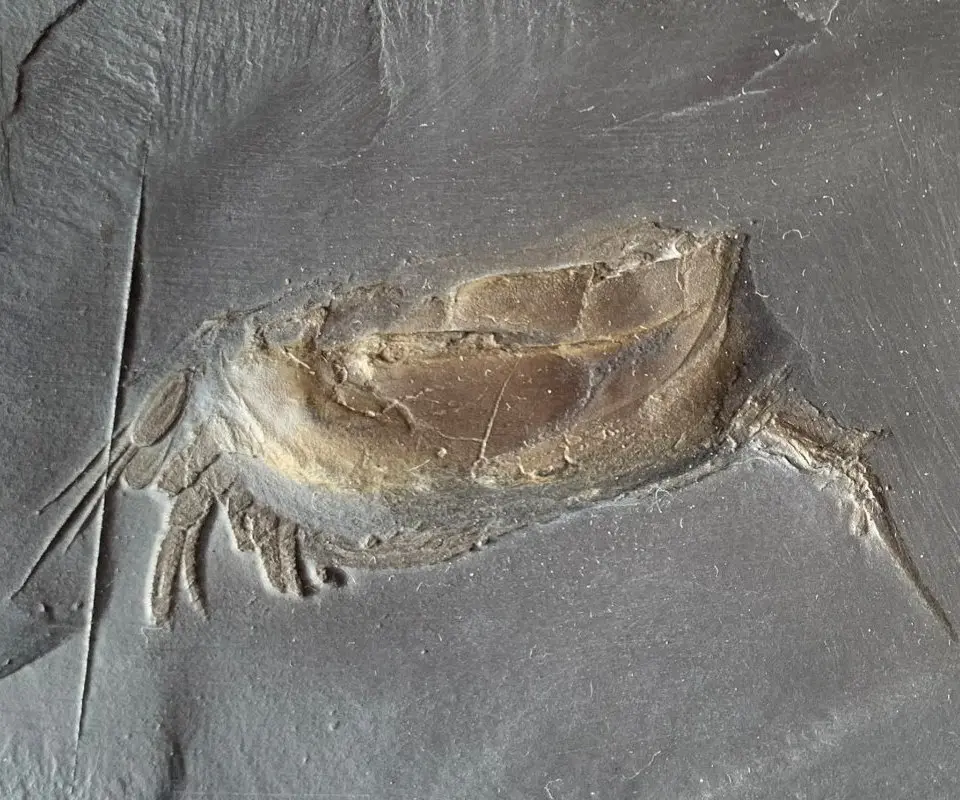 Nahecaris stürtzi_Bundenbach