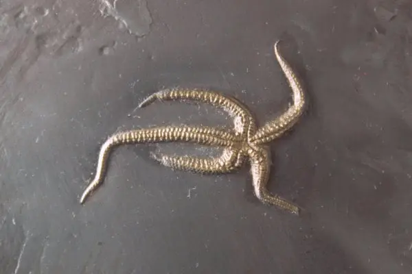 Fossilienankauf_Bundenbach_Fossilshop_Starfish