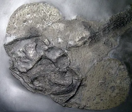 Fossilien_Ankauf_Bundenbach_Gemuendina