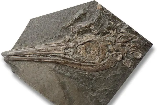 Fossilien_Ankauf_Holzmaden_Ichthyosaurus_Fischsaurier