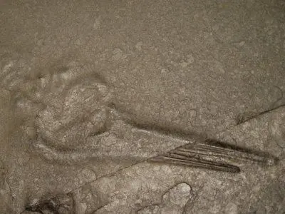 Fossilien_Praeparation_Holzmaden_Ichthyosaurier