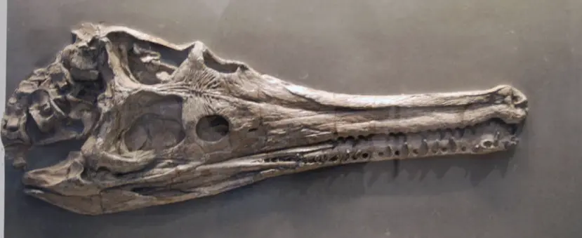 Fossilien_Schaetzen_Beispiel 1