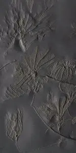 Fossilien_Schaetzen_Beispiel_2