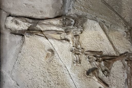 Nahaufnahme eines seltenen Fossils aus Solnhofen zur Wertermittlung für ein Kaufangebot