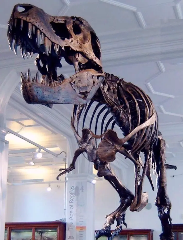 Fossiilen_Verkaufen_Trex