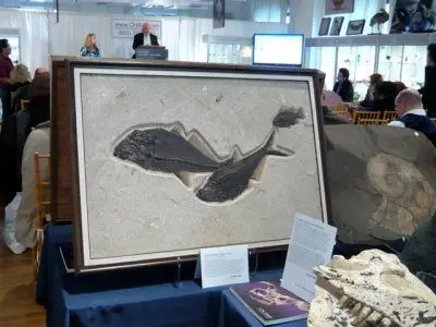 Fossilien_Verkaufen_Auktion