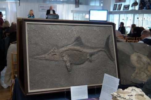 Fossilien_Verkaufen_Auktion