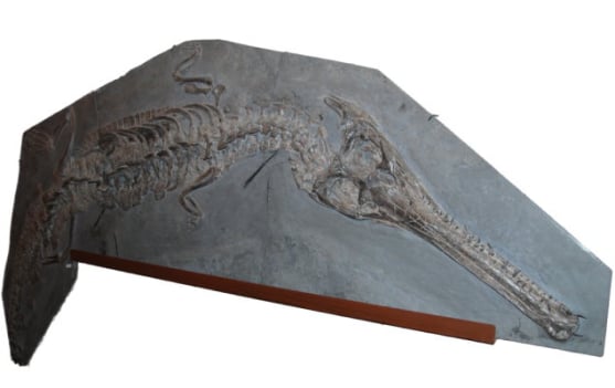 Fossil aus Holzmaden - zum Verkauf durch Vermittlung