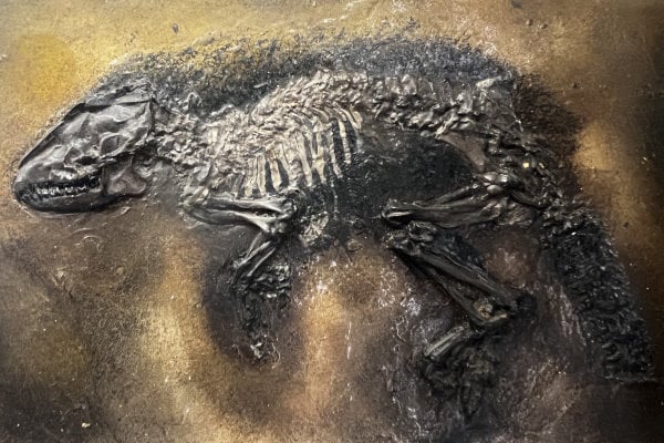 Fossil aus Messel - zum Verkauf durch Vermittlung