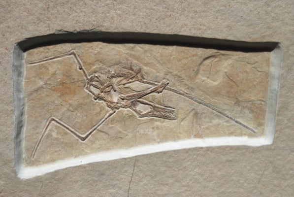 Fossil aus Solnhofen - zum Verkauf durch Vermittlung