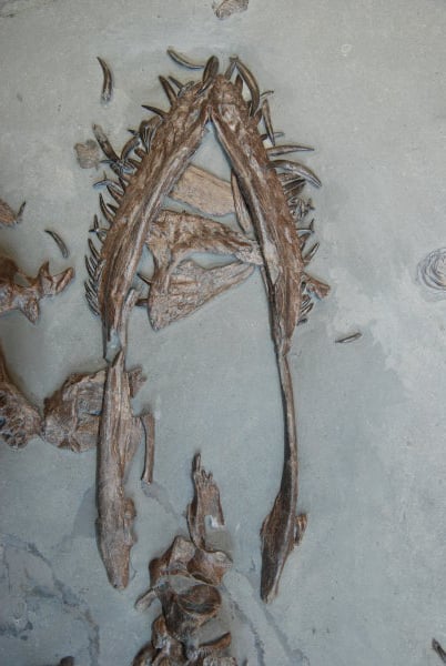 Detail eines Plesiosaurus aus Holzmaden für Fossilien Wertgutachten