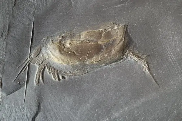 Fossilienankauf_Bundenbach_Nahecaris