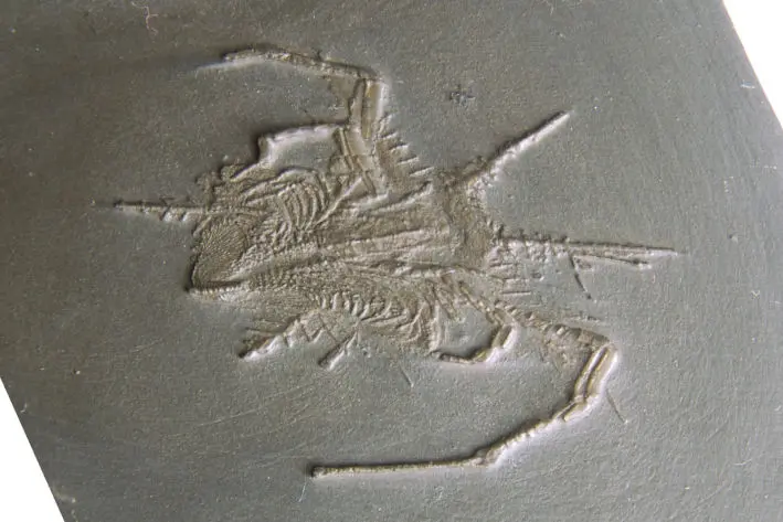 Fossilien_Praeparat_Bundenbach