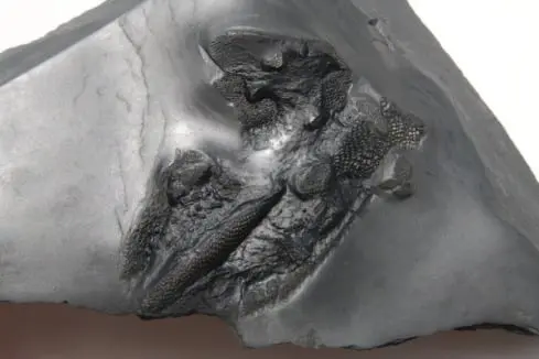 Fossilienankauf_Bundenbach_Rarität