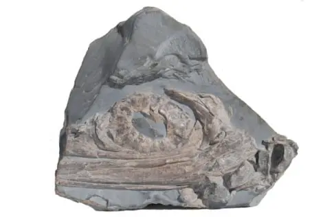 Fossilienankauf_Holzmaden_Ichthyosaurus_Hauff lab