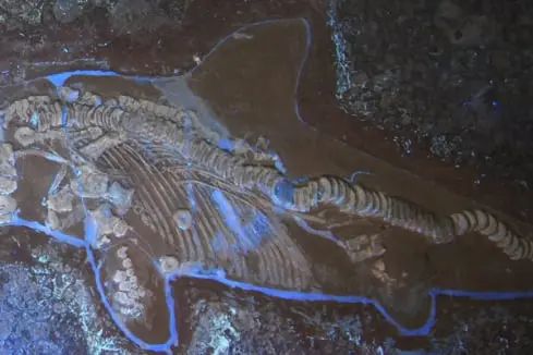 Fossilienankauf_Holzmaden_Ichthyosaurus_Transparenz