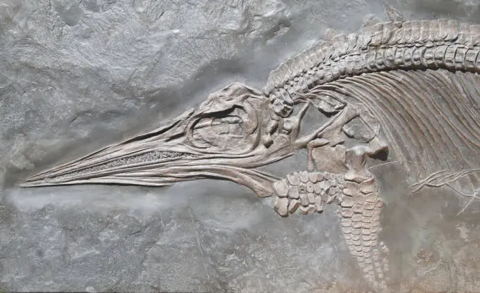Fossilien_Praeparat_Holzmaden