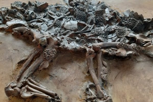 Fossilienankauf_Messel