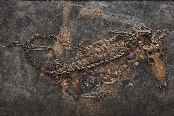 Fossilienankauf_Messel