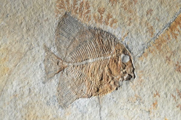 Fossilienankauf_Solnhofen
