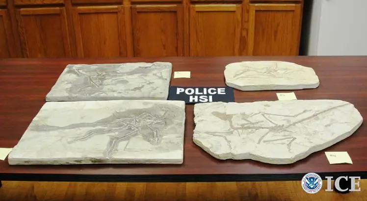 Fossilienverkauf_Beschlagnahmung