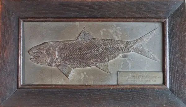 Fossilienankauf_Beispiel_Unikat