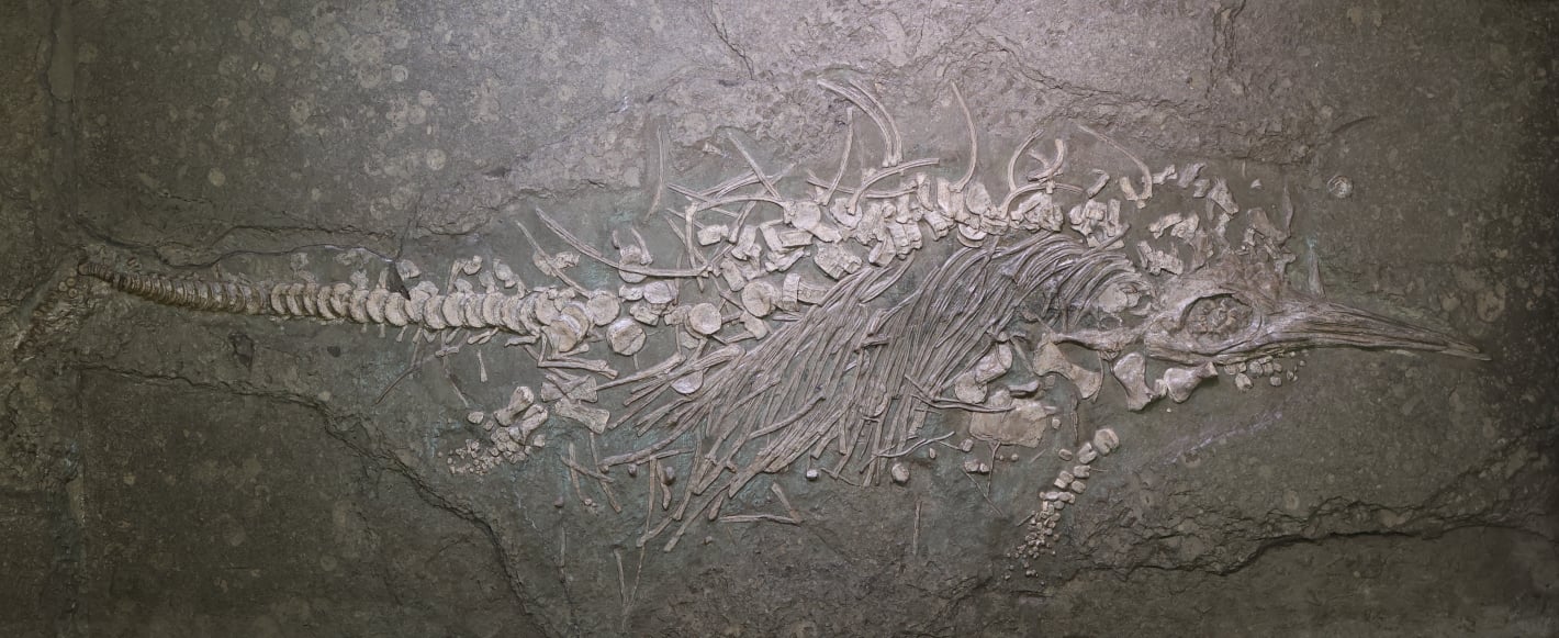 Fischsaurier nach Pyrit-Sanierung