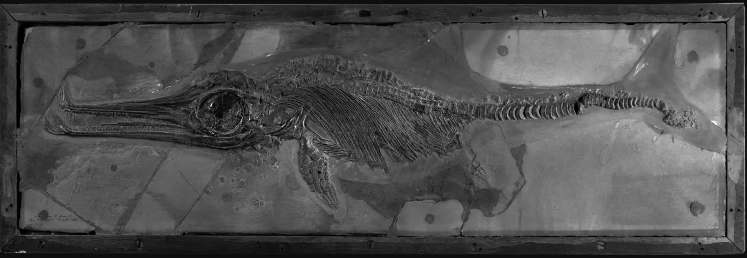 Ichthyosaurier_Tübingen